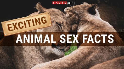 animal and human free porn|Newest and Naughtiest Animal Porn & Bestiality XNXX.